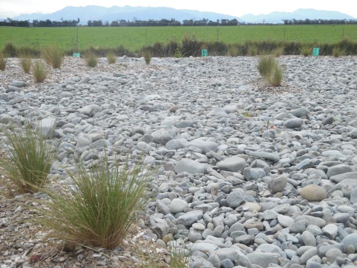 Braided river at dairy shed entrance